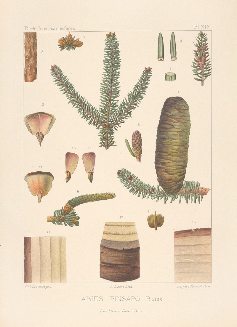 Iconographie des conifères Pl.08 by Léon Gabriel Charles Pardé, 1912-1914 — digital art print download