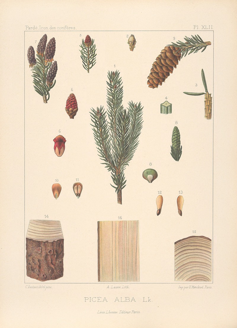Iconographie des conifères Pl.09 — Léon Gabriel Charles Pardé