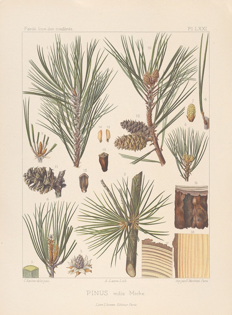 Iconographie des conifères Pl.10 by Léon Gabriel Charles Pardé, 1912-1914 — digital art print download