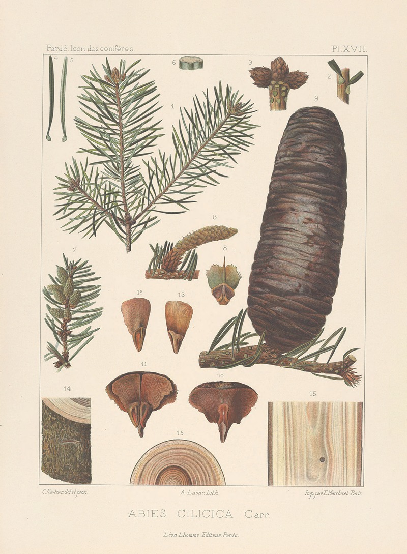 Iconographie des conifères Pl.11 by Léon Gabriel Charles Pardé, 1912-1914 — digital art print download