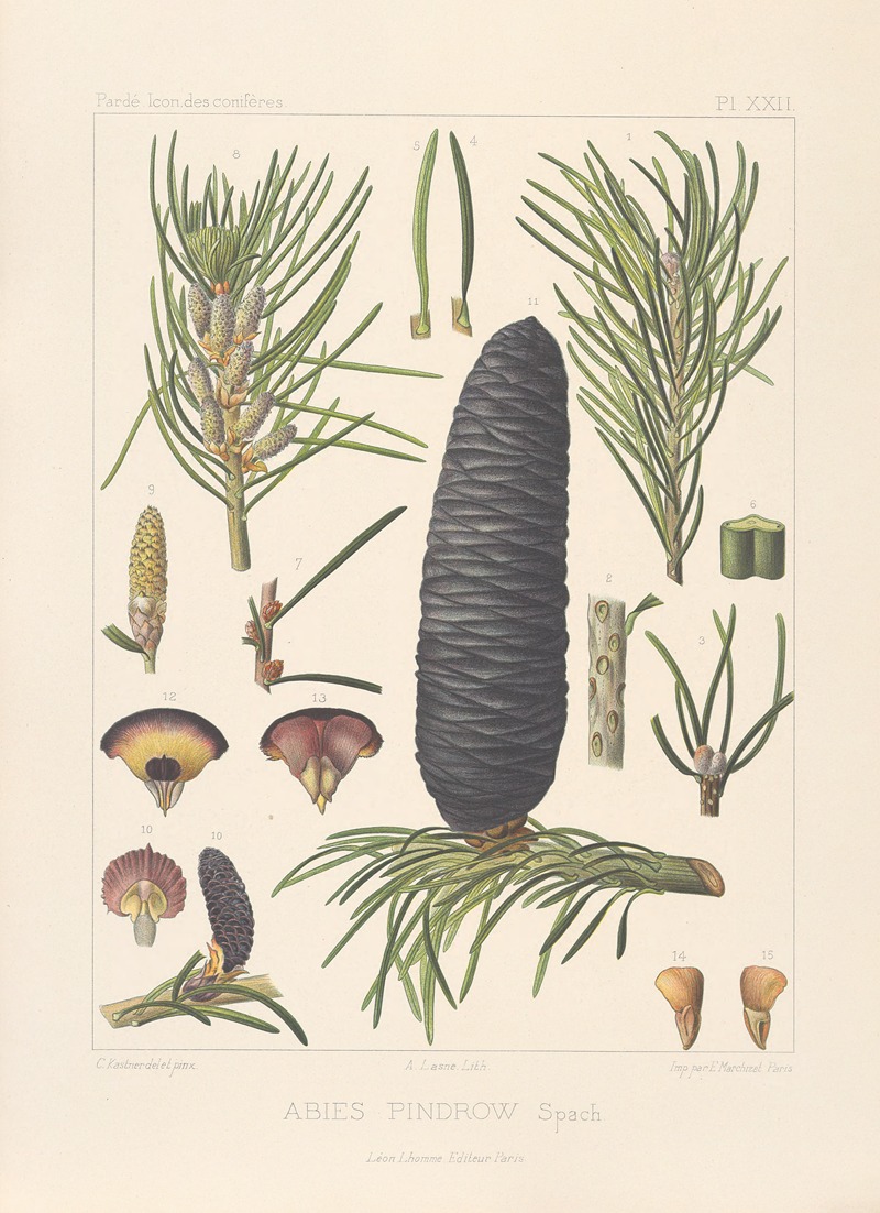 Iconographie des conifères Pl.12 — Léon Gabriel Charles Pardé