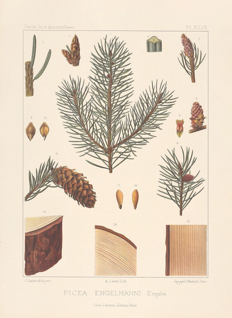 Iconographie des conifères Pl.13 by Léon Gabriel Charles Pardé, 1912-1914 — digital art print download