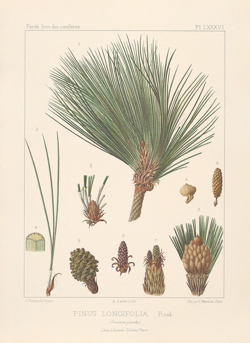 Iconographie des conifères Pl.14 — Léon Gabriel Charles Pardé