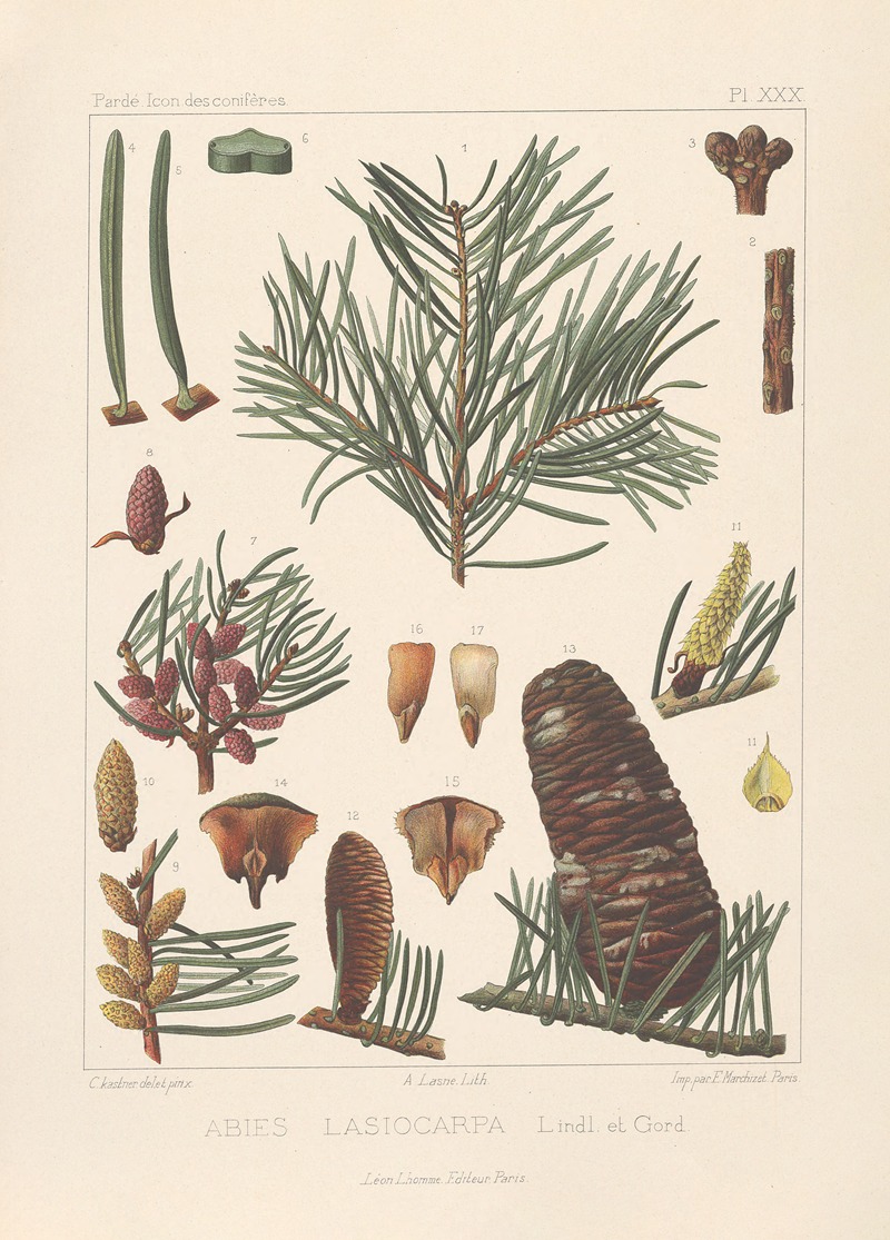 Iconographie des conifères Pl.18 by Léon Gabriel Charles Pardé, 1912-1914 — digital art print download