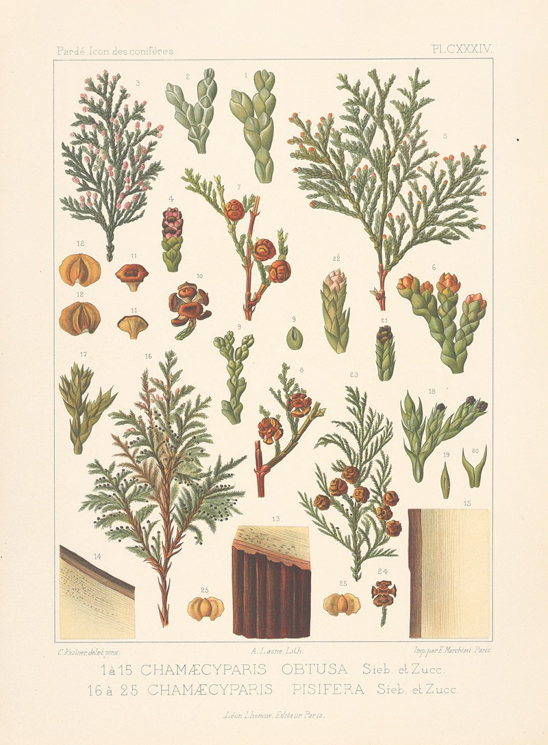 Iconographie des conifères Pl.21 by Léon Gabriel Charles Pardé, 1912-1914 — digital art print download
