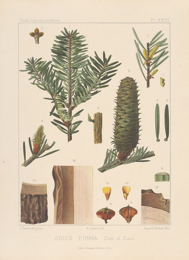 Iconographie des conifères Pl.22 by Léon Gabriel Charles Pardé, 1912-1914 — digital art print download