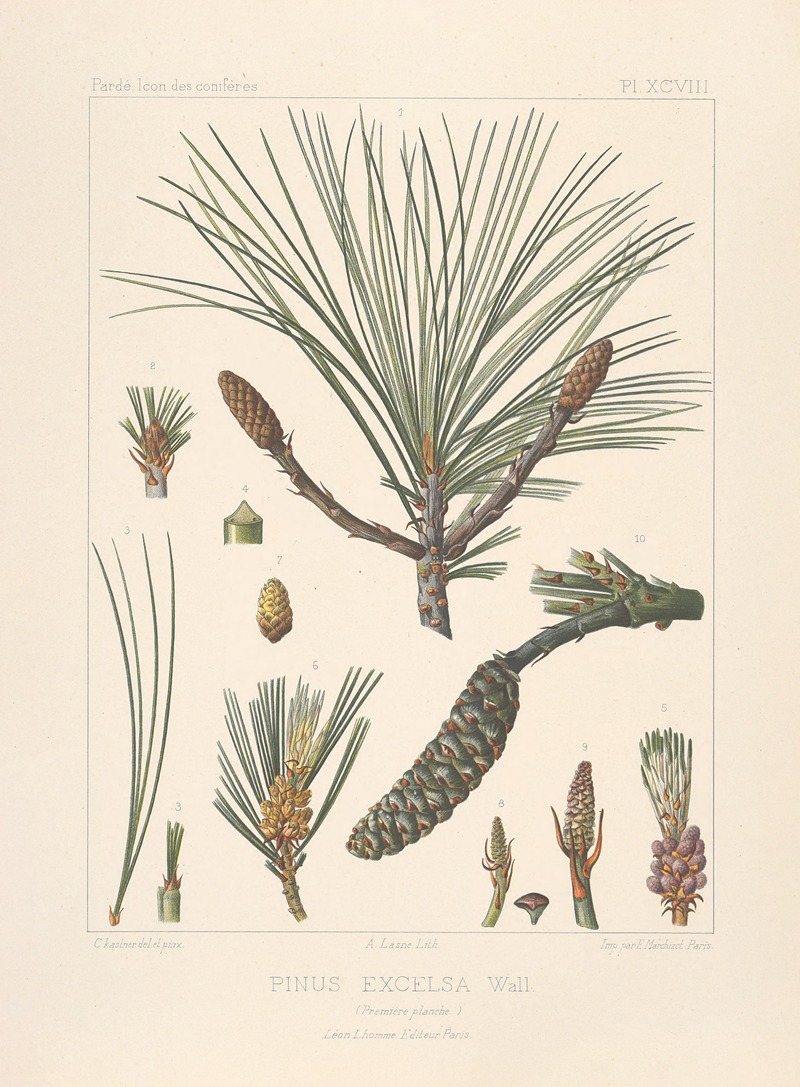 Iconographie des conifères Pl.25 by Léon Gabriel Charles Pardé, 1912-1914 — digital art print download