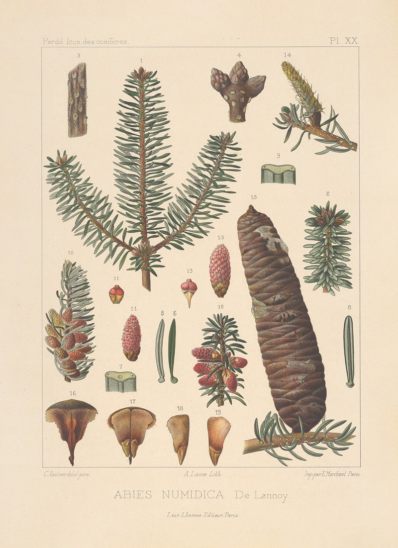 Iconographie des conifères Pl.28 by Léon Gabriel Charles Pardé, 1912-1914 — digital art print download