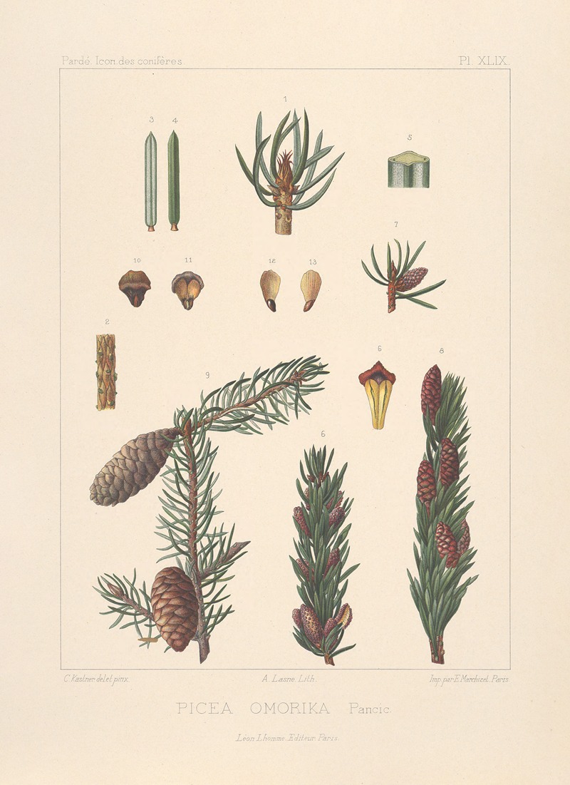 Iconographie des conifères Pl.29 by Léon Gabriel Charles Pardé, 1912-1914 — digital art print download