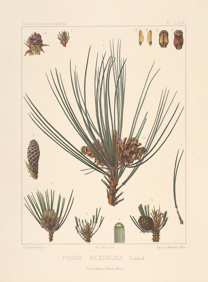 Iconographie des conifères Pl.30 by Léon Gabriel Charles Pardé, 1912-1914 — digital art print download