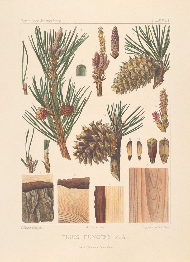 Iconographie des conifères Pl.31 — Léon Gabriel Charles Pardé