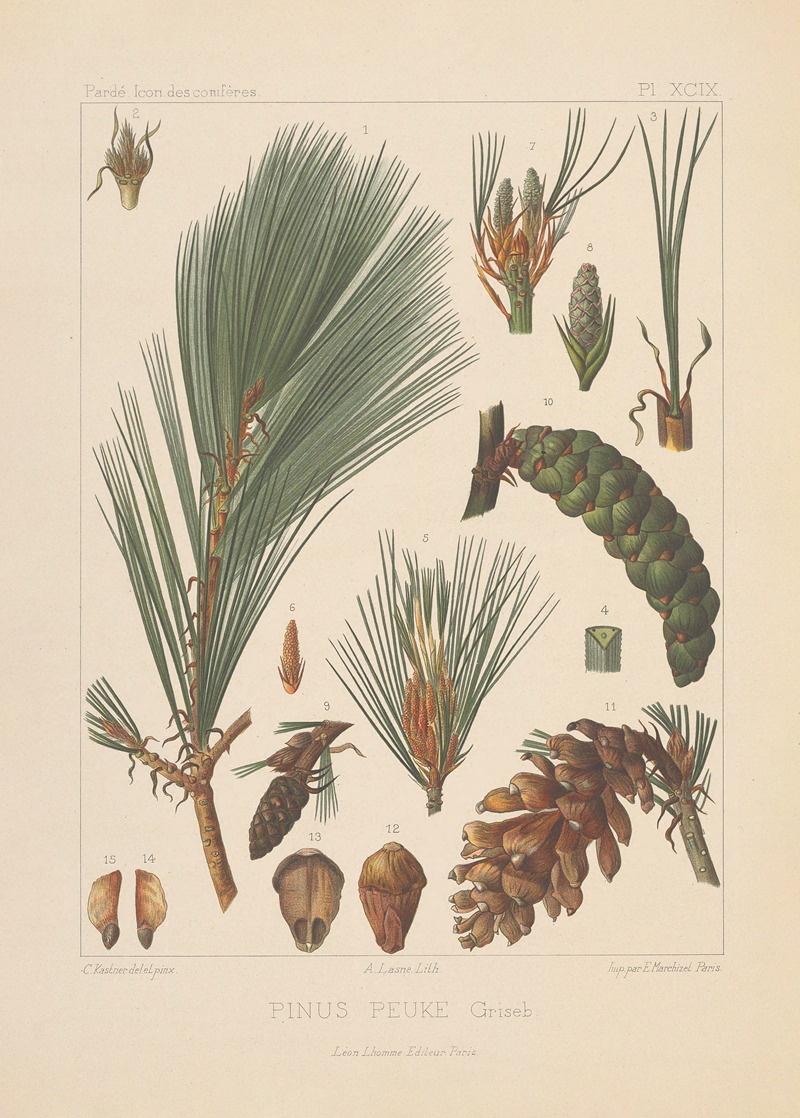 Iconographie des conifères Pl.32 by Léon Gabriel Charles Pardé, 1912-1914 — digital art print download