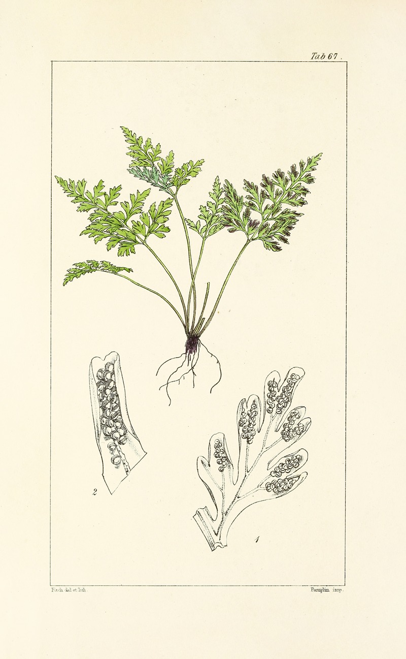 A century of ferns Pl.65 — William Jackson Hooker