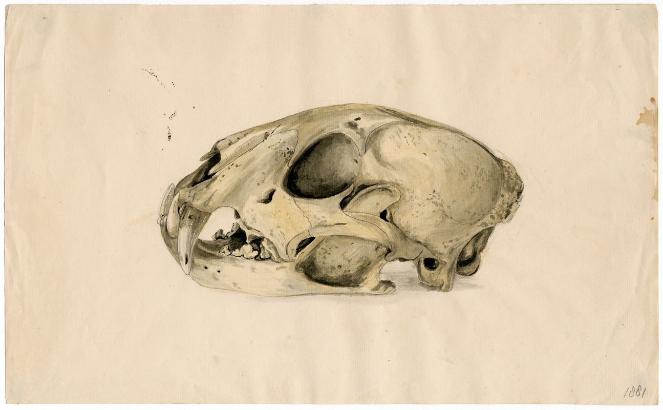 Scull of a panther by Флорис Верстер — digital art print download