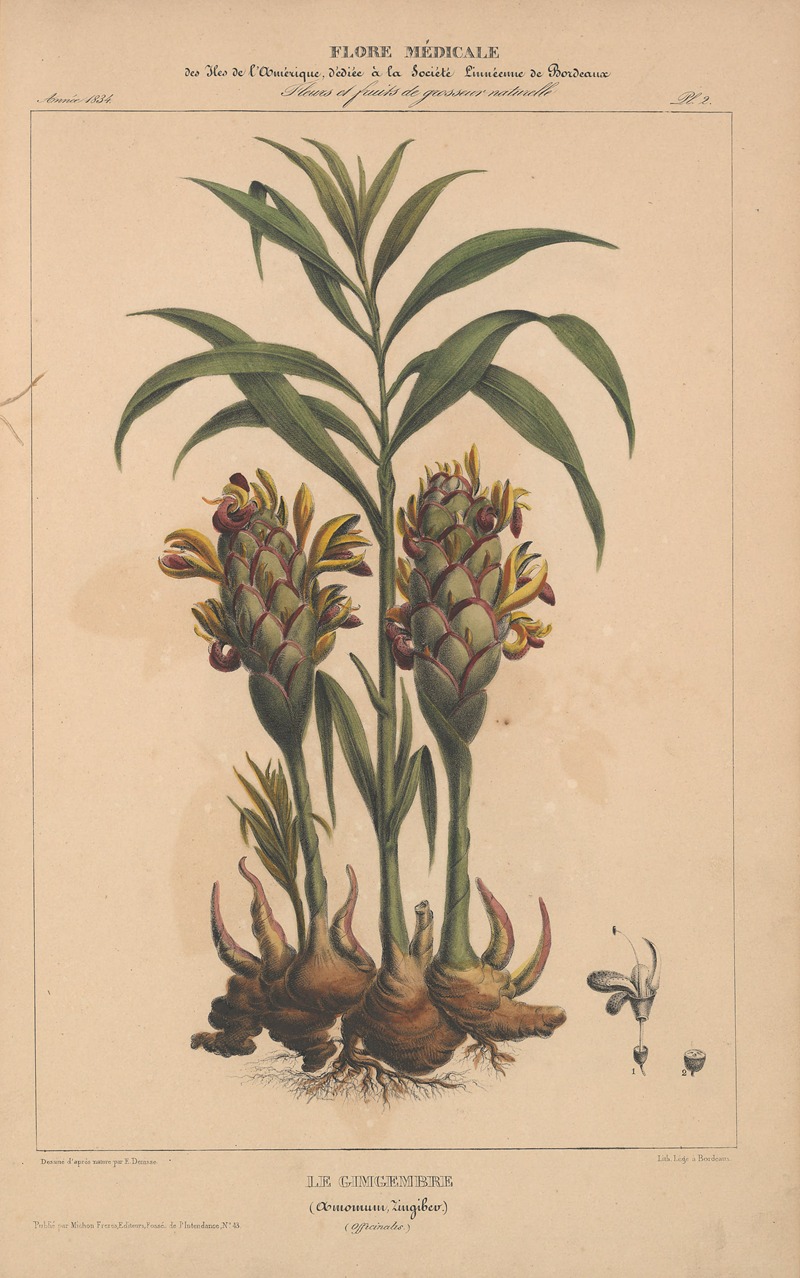 Flore d'Amérique Pl.02 by Etienne Denisse, 1835 — digital art print download