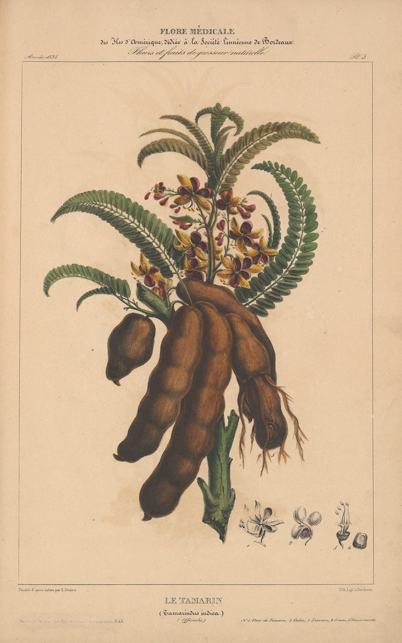 Flore d'Amérique Pl.03 by Etienne Denisse, 1835 — digital art print download