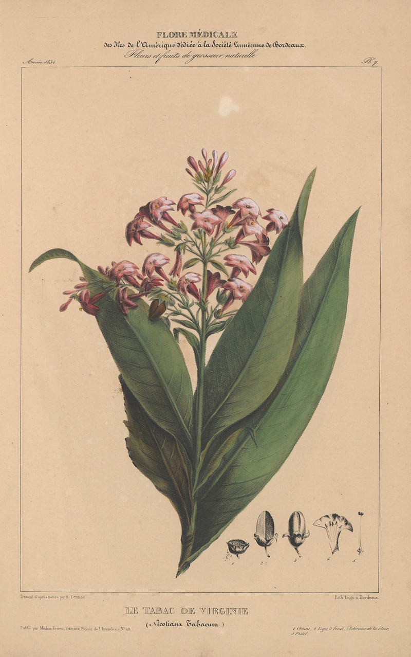 Flore d'Amérique Pl.07 by Etienne Denisse, 1835 — digital art print download