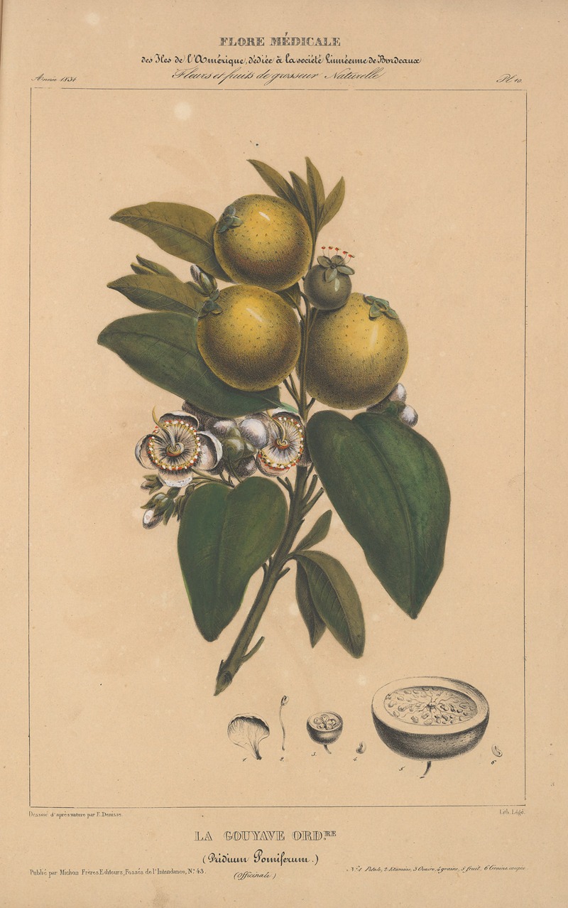 Flore d'Amérique Pl.10 by Etienne Denisse, 1835 — digital art print download