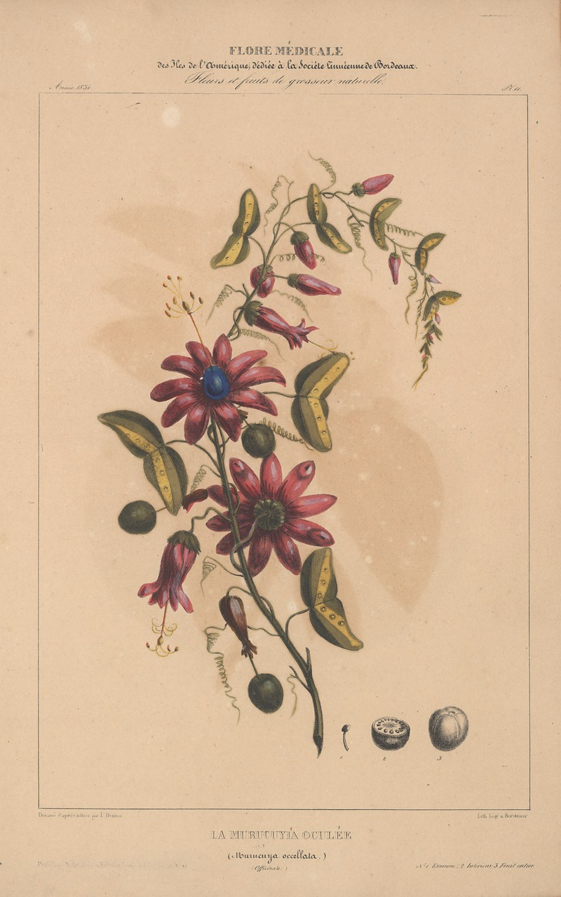 Flore d'Amérique Pl.11 by Etienne Denisse, 1835 — digital art print download