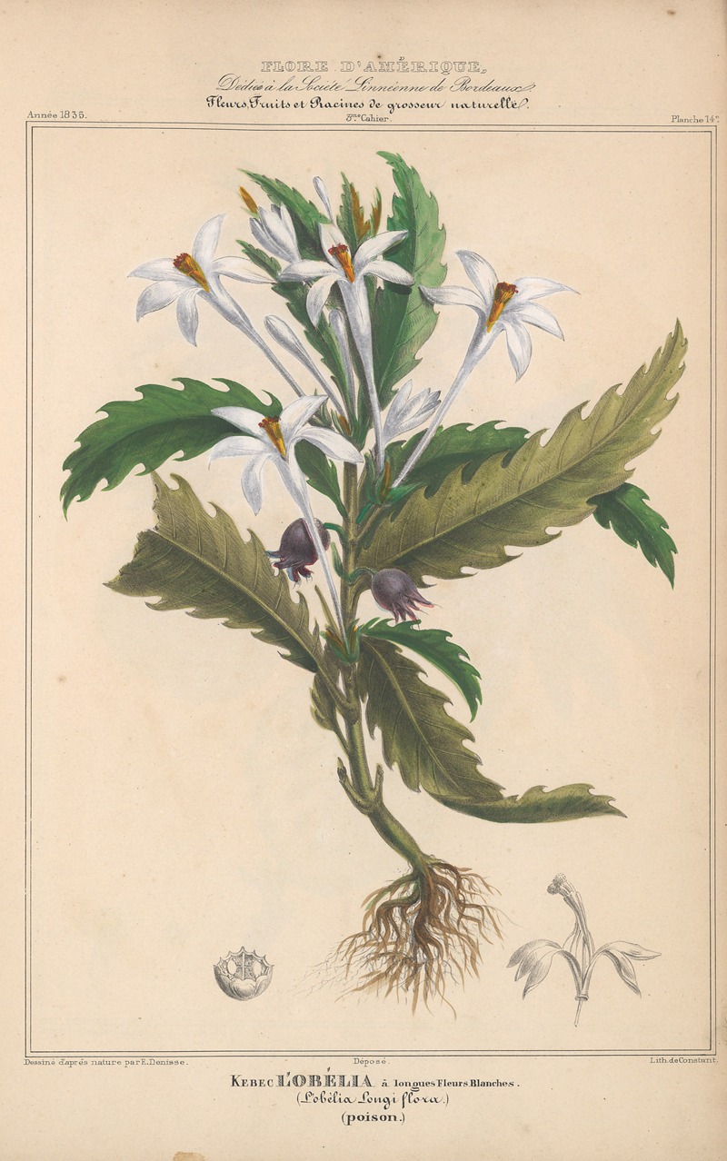 Flore d'Amérique Pl.14 by Etienne Denisse, 1835 — digital art print download
