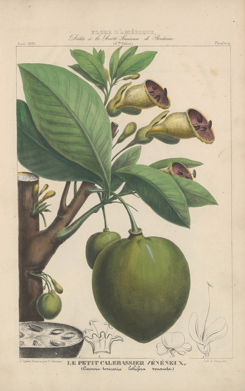 Flore d'Amérique Pl.19 by Etienne Denisse, 1835 — digital art print download