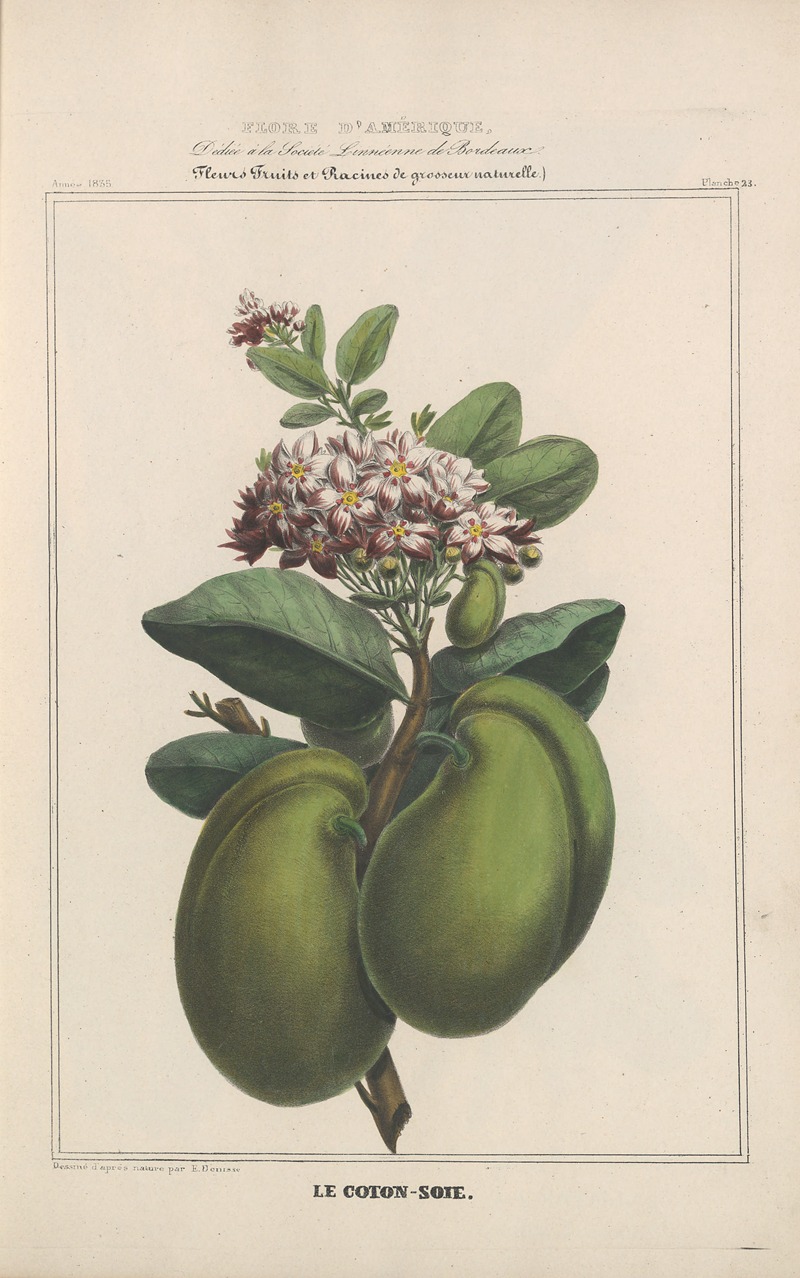 Flore d'Amérique Pl.23 by Etienne Denisse, 1835 — digital art print download