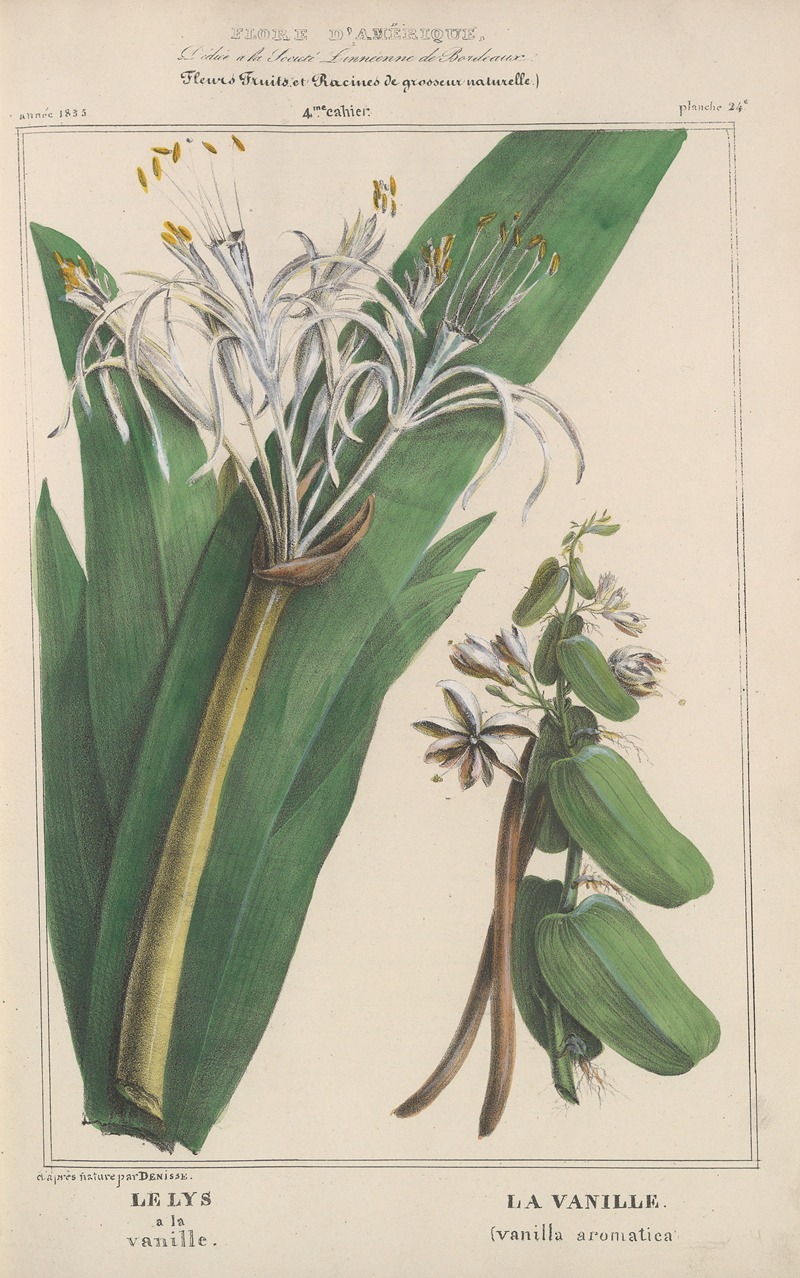 Flore d'Amérique Pl.24 by Etienne Denisse, 1835 — digital art print download