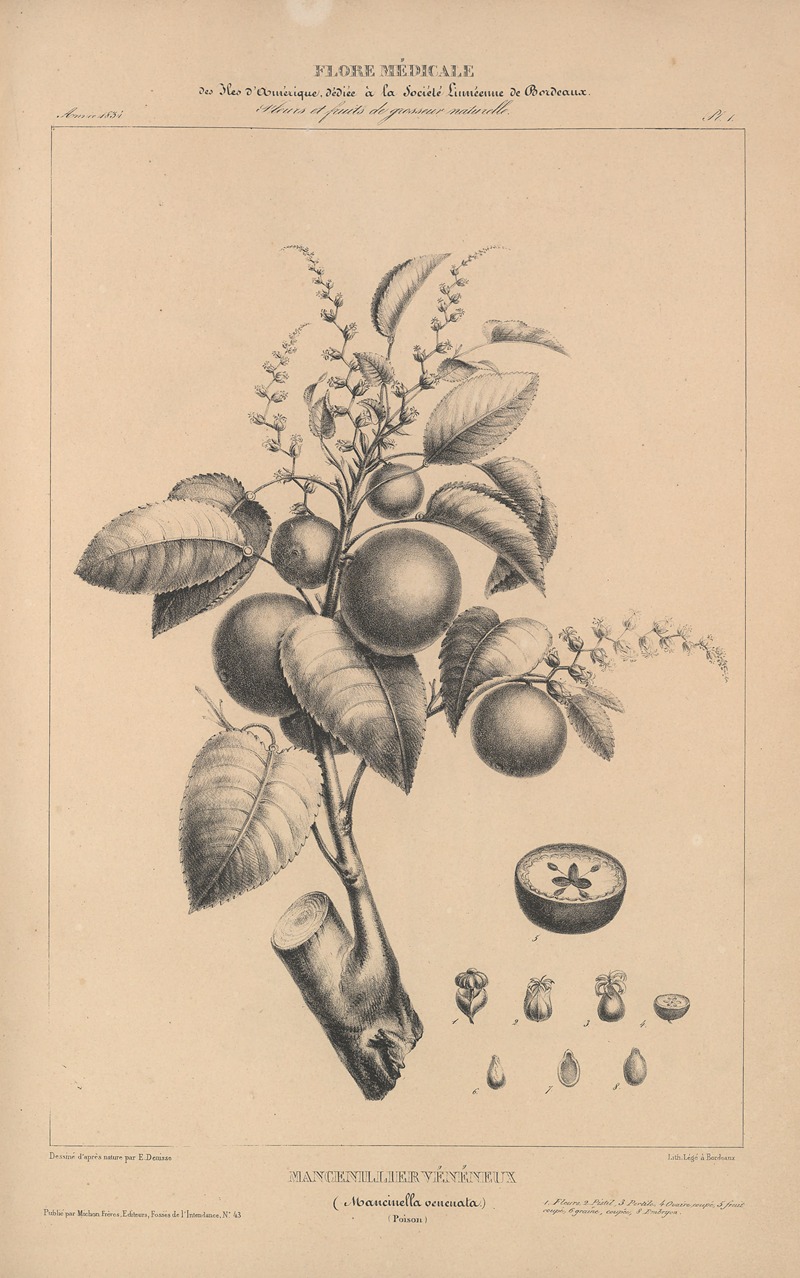 Flore d'Amérique Pl.25 by Etienne Denisse, 1835 — digital art print download