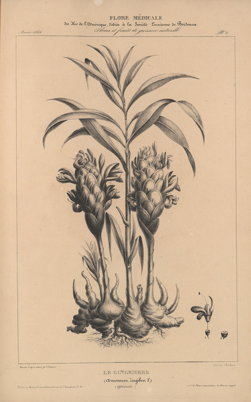 Flore d'Amérique Pl.26 by Etienne Denisse, 1835 — digital art print download