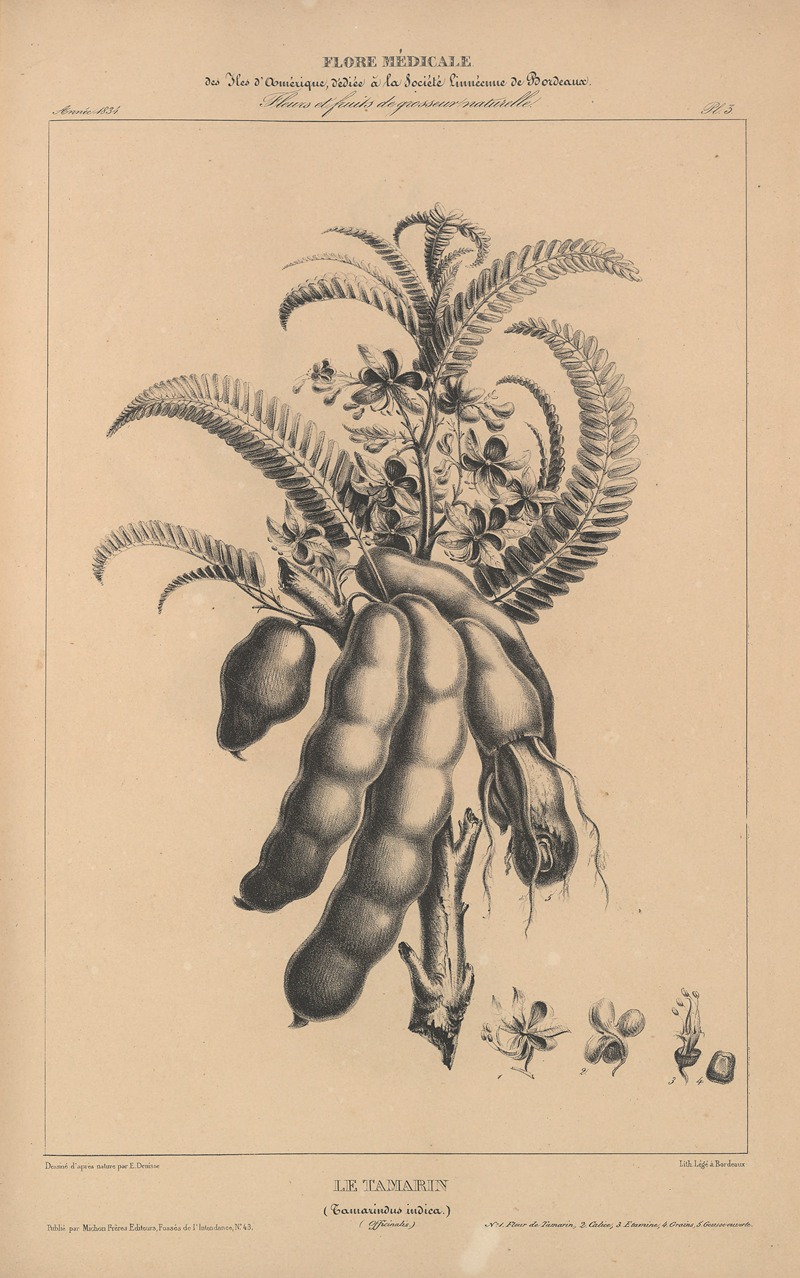 Flore d'Amérique Pl.27 by Etienne Denisse, 1835 — digital art print download