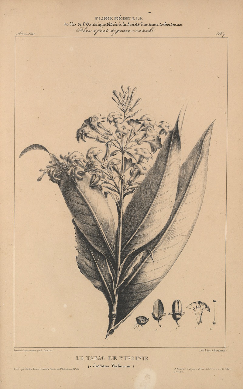 Flore d'Amérique Pl.31 by Etienne Denisse, 1835 — digital art print download