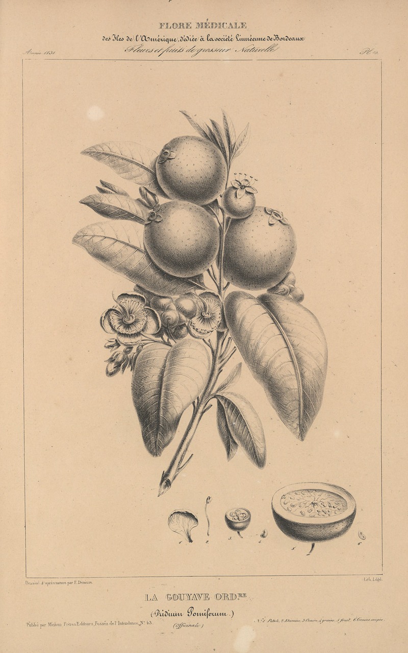 Flore d'Amérique Pl.34 by Etienne Denisse, 1835 — digital art print download