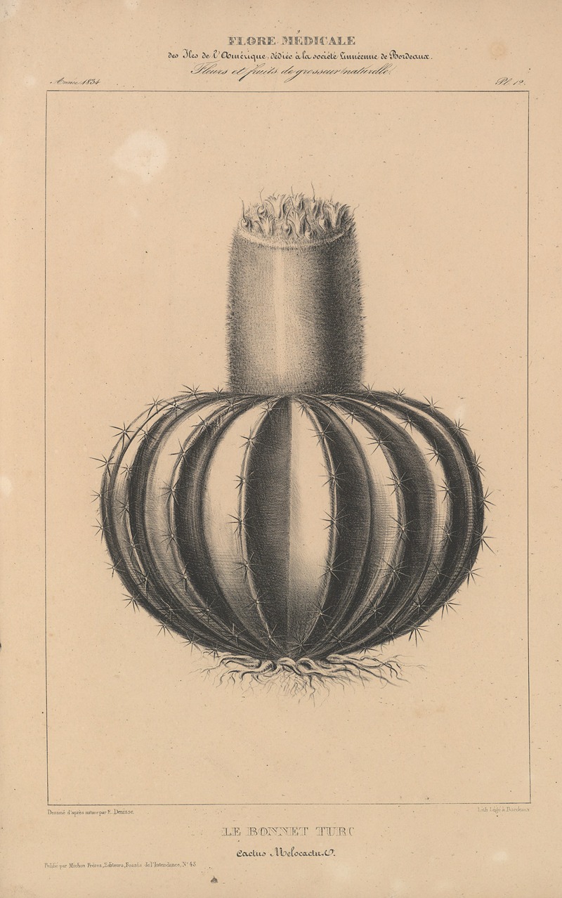Flore d'Amérique Pl.36 by Etienne Denisse, 1835 — digital art print download