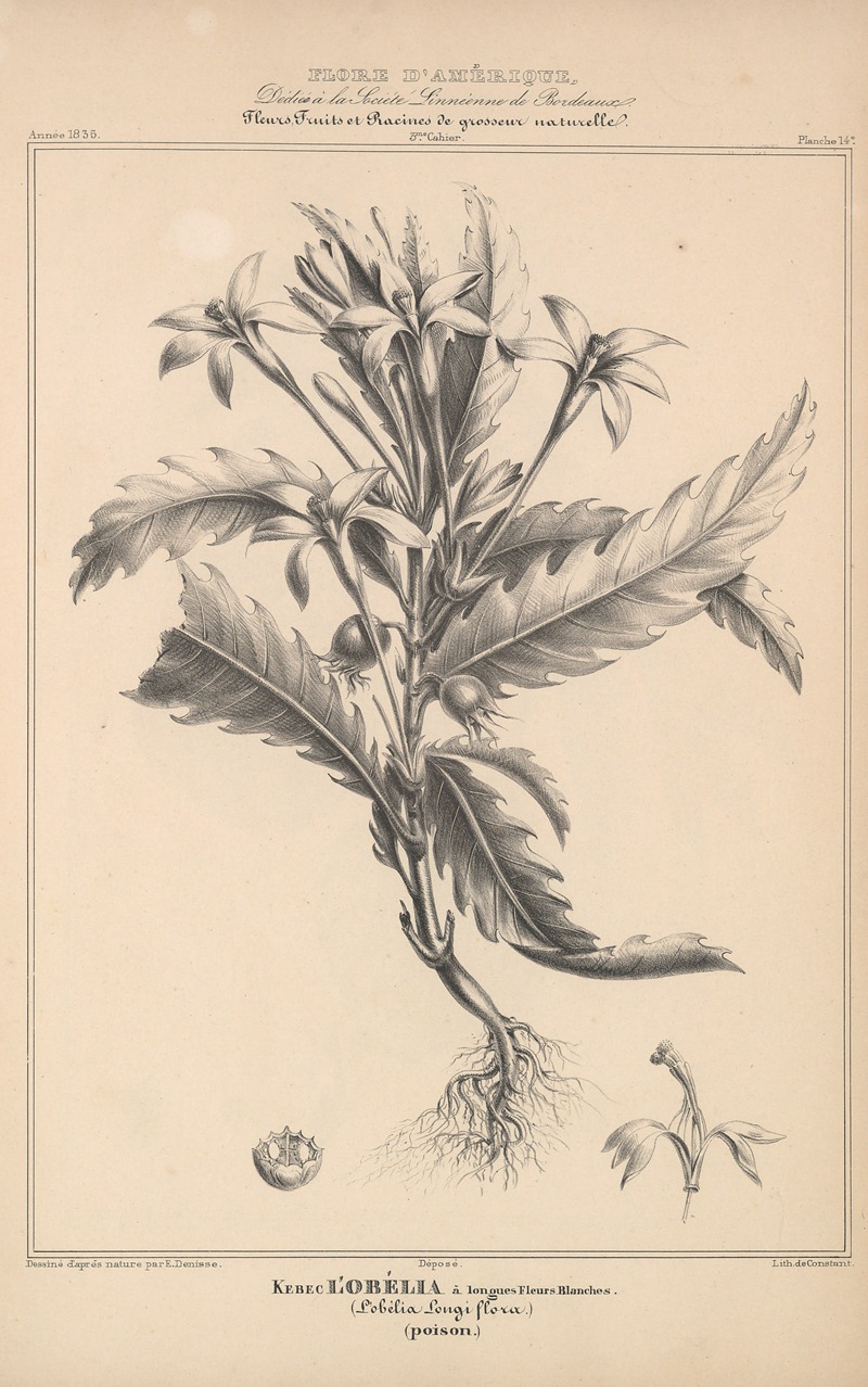 Flore d'Amérique Pl.38 by Etienne Denisse, 1835 — digital art print download