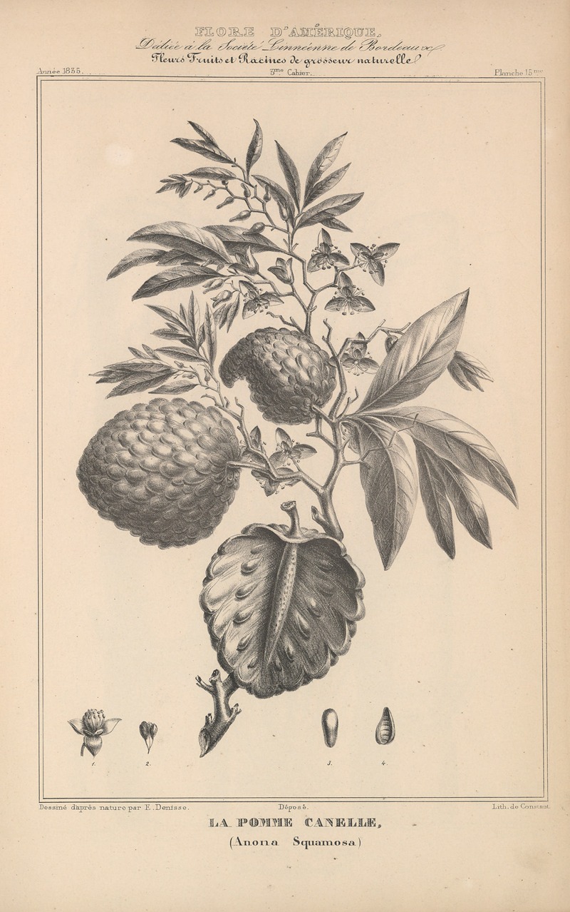 Flore d'Amérique Pl.39 by Etienne Denisse, 1835 — digital art print download