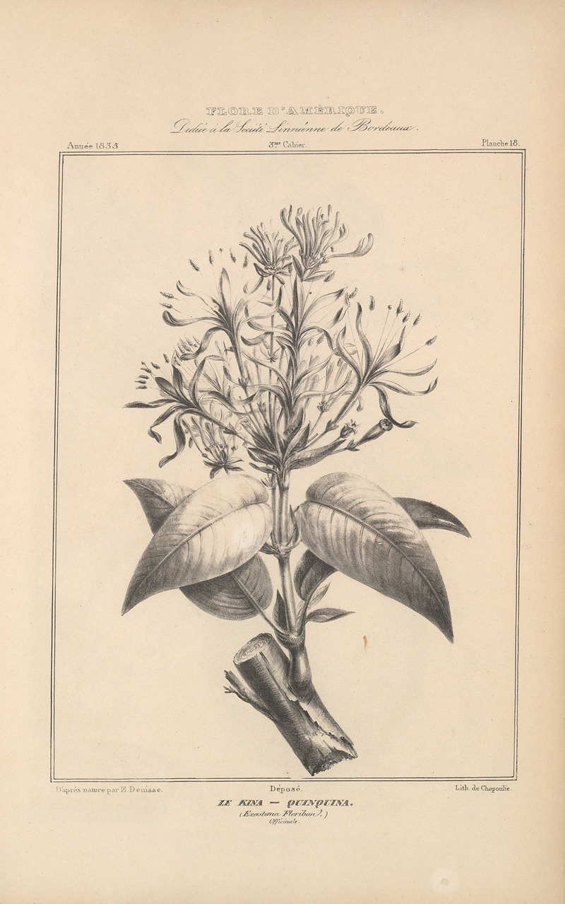 Flore d'Amérique Pl.42 by Etienne Denisse, 1835 — digital art print download