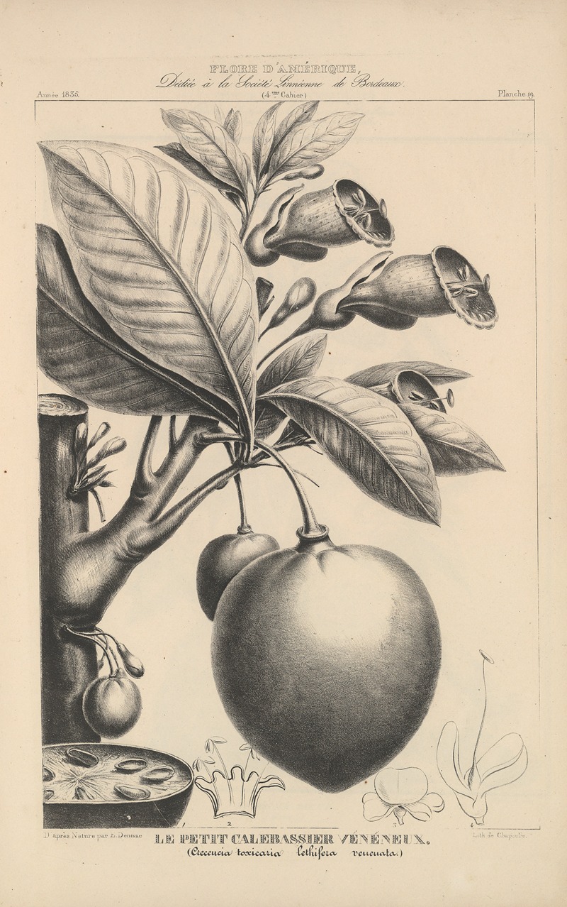 Flore d'Amérique Pl.43 by Etienne Denisse, 1835 — digital art print download