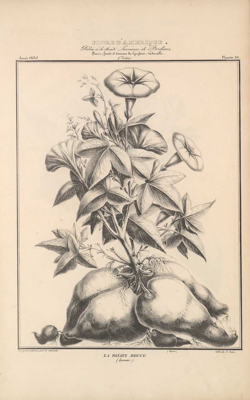 Flore d'Amérique Pl.44 by Etienne Denisse, 1835 — digital art print download