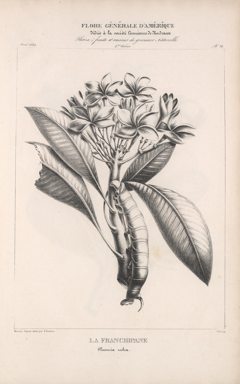 Flore d'Amérique Pl.45 by Etienne Denisse, 1835 — digital art print download
