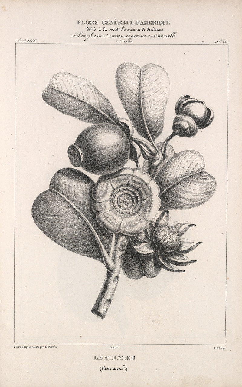 Flore d'Amérique Pl.46 by Etienne Denisse, 1835 — digital art print download