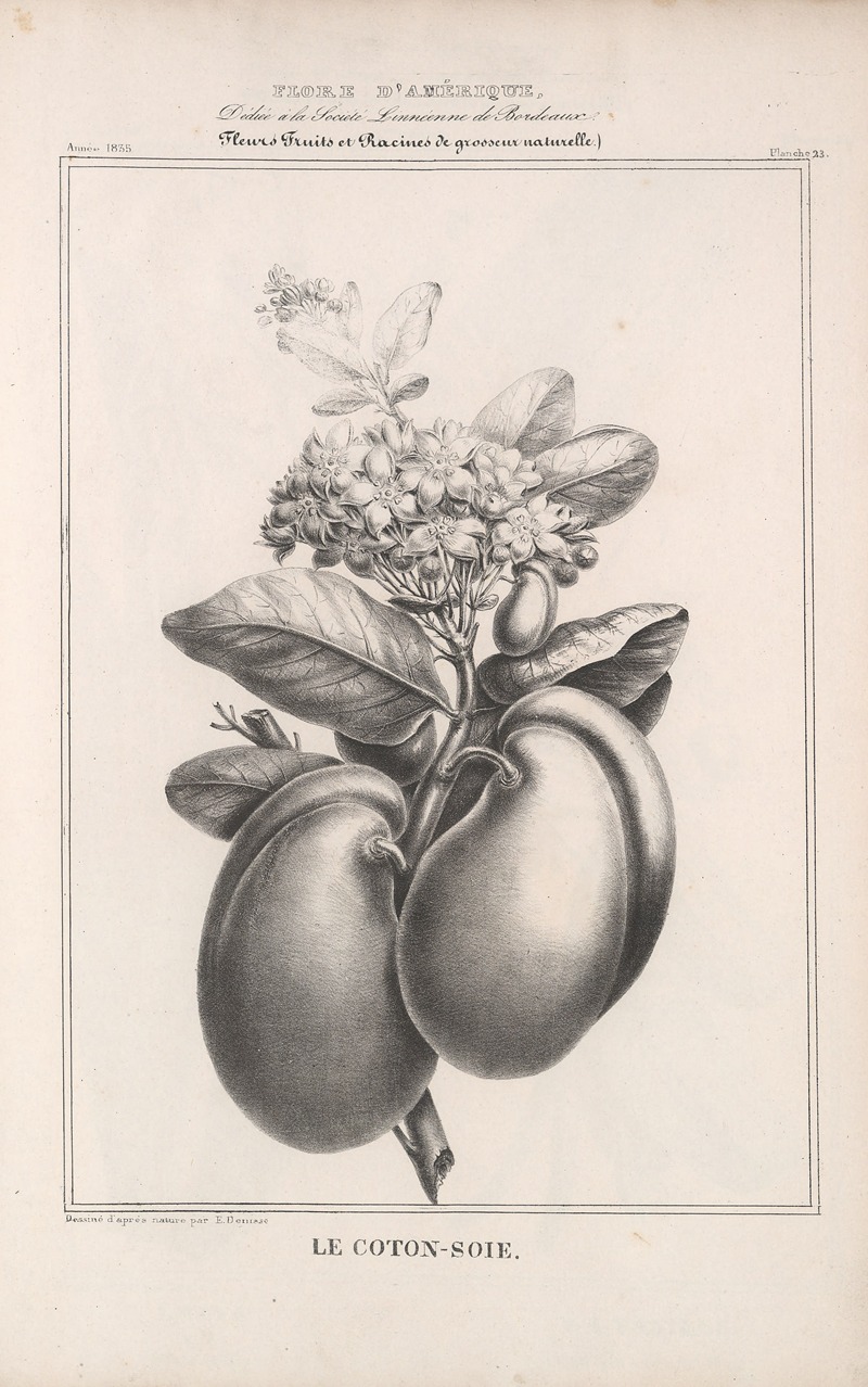 Flore d'Amérique Pl.47 by Etienne Denisse, 1835 — digital art print download