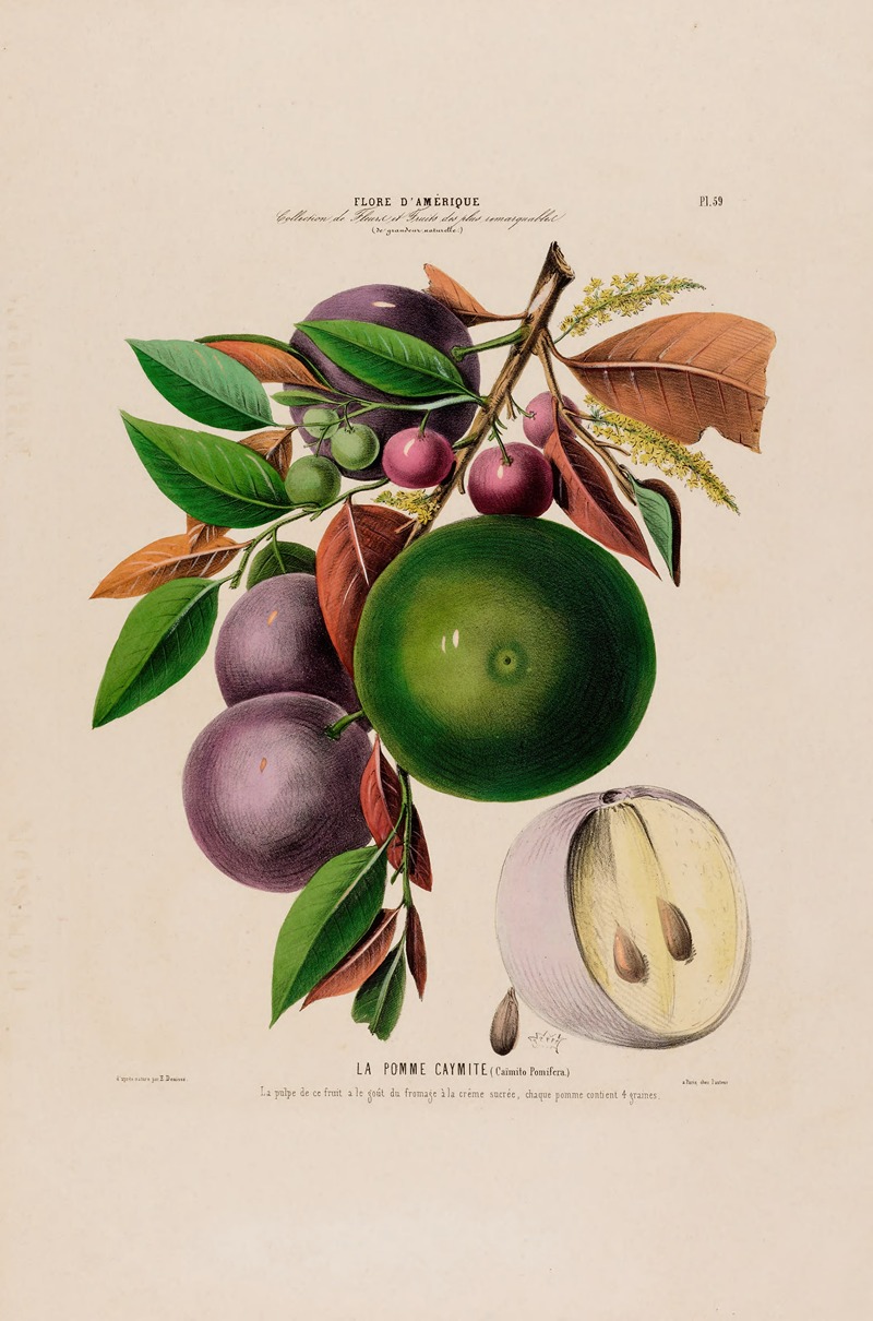 Flore d'Amérique, dessinée d'après nature sur les lieux Pl.059 by Etienne Denisse, 1843 — digital art print download