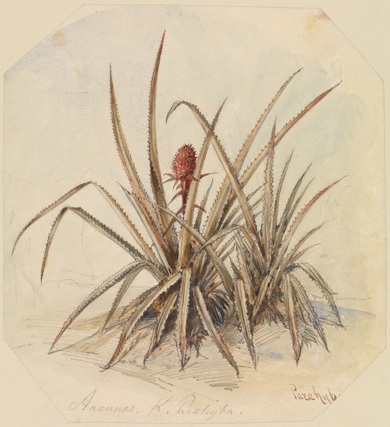 Blühende Ananas by Фердинанд Келлер — digital art print download