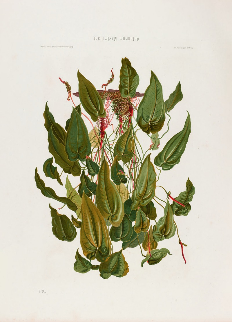 Aroideae Maximilianae Pl.04 by Heinrich Wilhelm Schott, 1879 — digital art print download