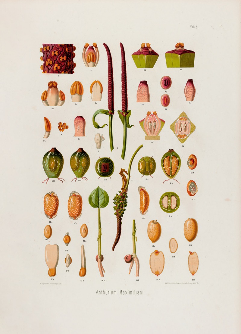 Aroideae Maximilianae Pl.05 by Heinrich Wilhelm Schott, 1879 — digital art print download