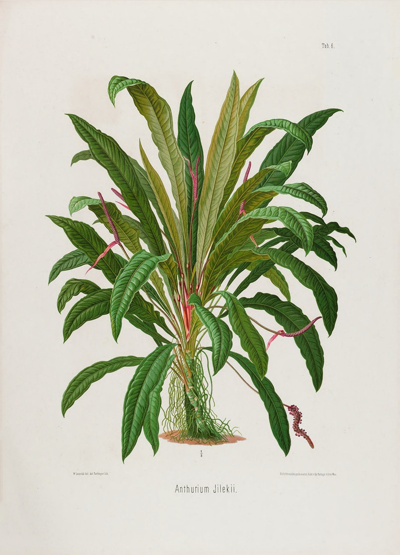 Aroideae Maximilianae Pl.06 by Heinrich Wilhelm Schott, 1879 — digital art print download