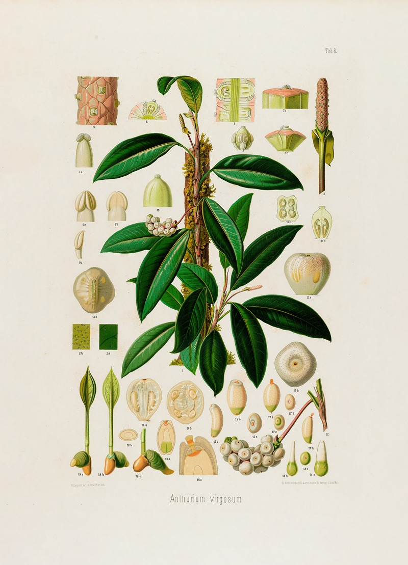 Aroideae Maximilianae Pl.08 by Heinrich Wilhelm Schott, 1879 — digital art print download