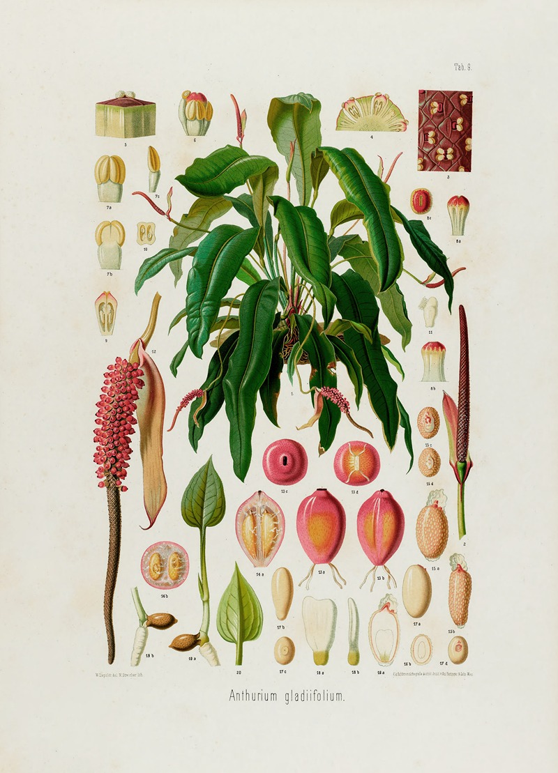 Aroideae Maximilianae Pl.09 by Heinrich Wilhelm Schott, 1879 — digital art print download