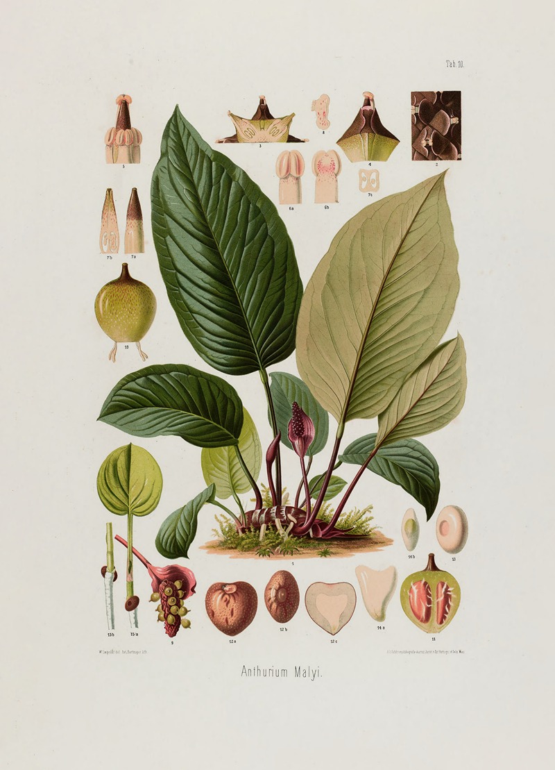 Aroideae Maximilianae Pl.10 by Heinrich Wilhelm Schott, 1879 — digital art print download
