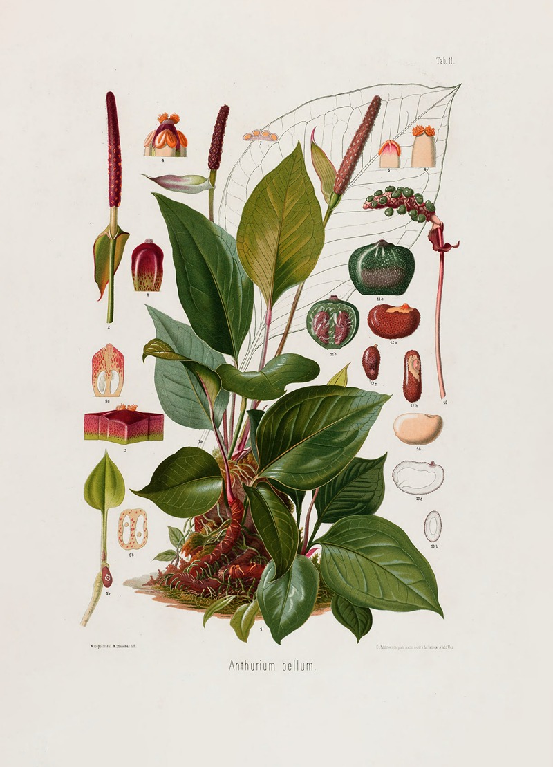 Aroideae Maximilianae Pl.11 by Heinrich Wilhelm Schott, 1879 — digital art print download
